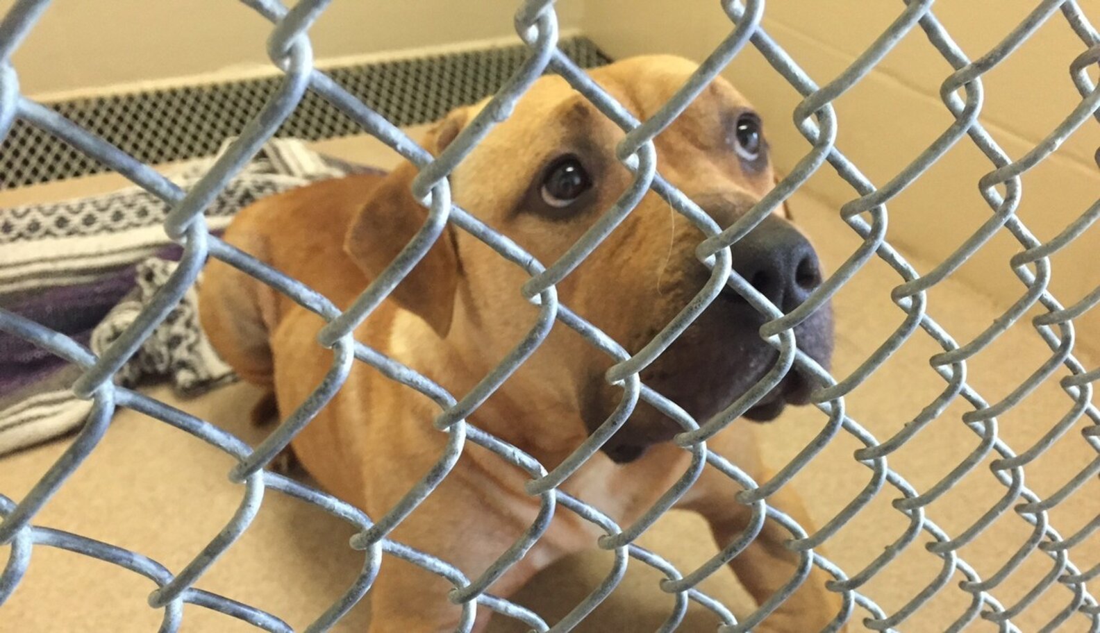 Animal Shelter Workers Do Excruciating Work. Treat Us Better. The Dodo