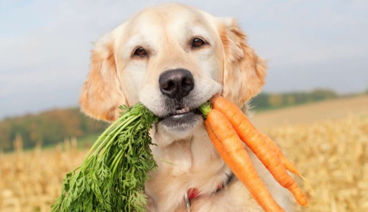 Is It Safe For Dogs To Eat Vegan