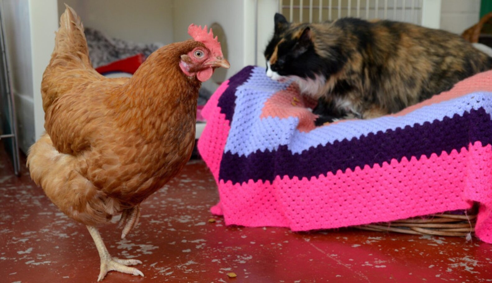 Rescue Hen Makes Herself Comfortable In Cat Retirement Home The Dodo