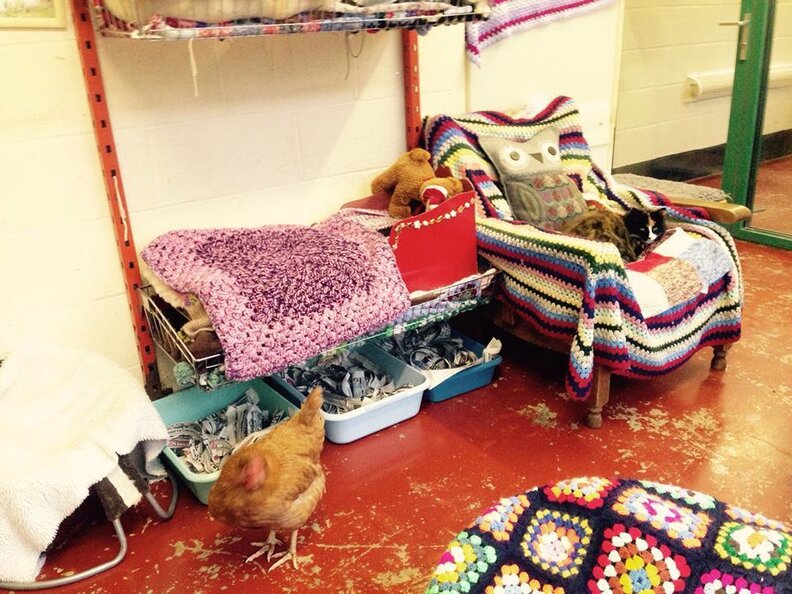 Rescue Hen Makes Herself Comfortable In Cat Retirement Home The Dodo