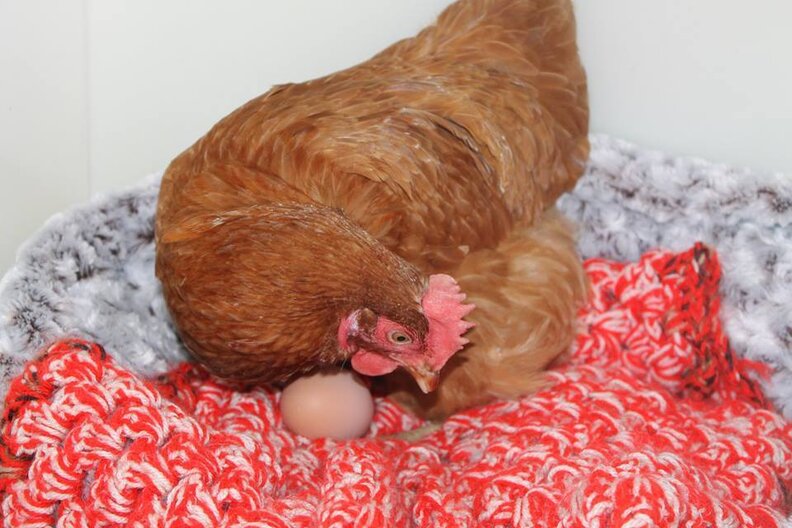 Rescue Hen Makes Herself Comfortable In Cat Retirement Home The Dodo