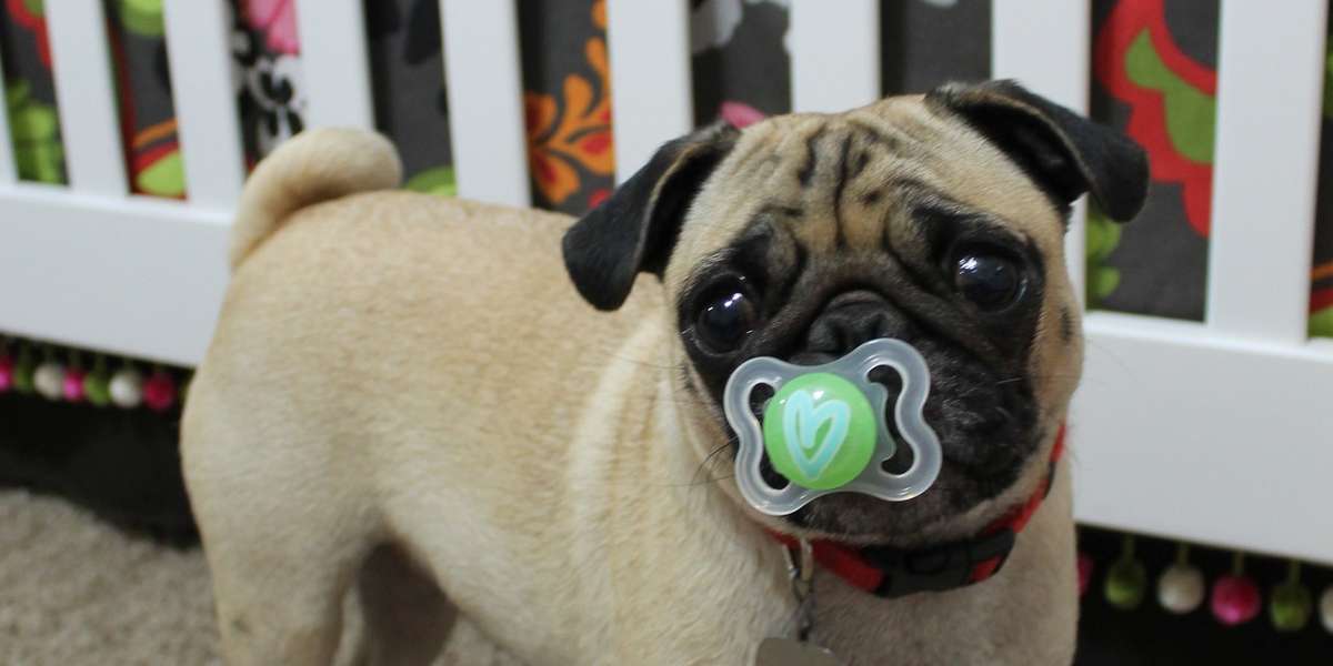 19 Dogs Who Aren't Ready To Give Up Their Pacifiers The Dodo