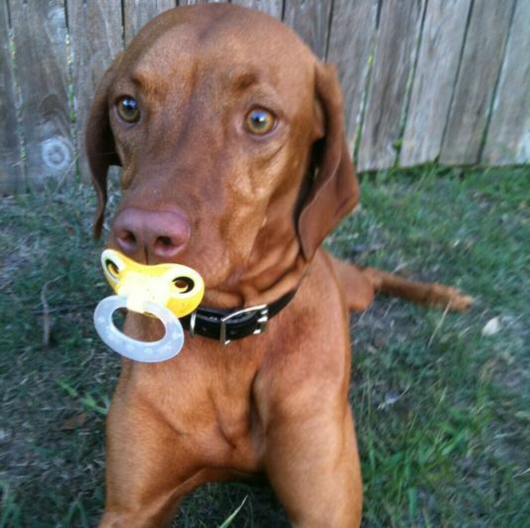19 Dogs Who Aren't Ready To Give Up Their Pacifiers The Dodo