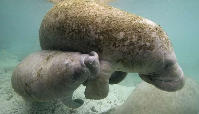 Animals Who Are Pregnant For — Basically — Ever The Dodo