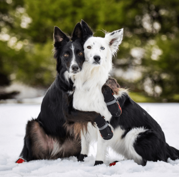 Hugging Dogs Get New Border Collie Puppy Brother The Dodo