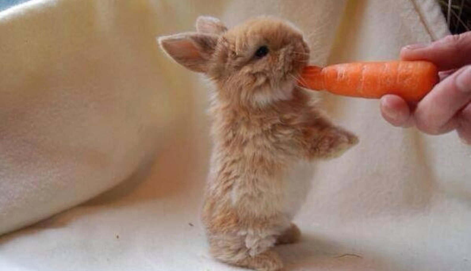 10 Fuzzy Rabbits Who Nibble Food More Adorably Than You Do The Dodo