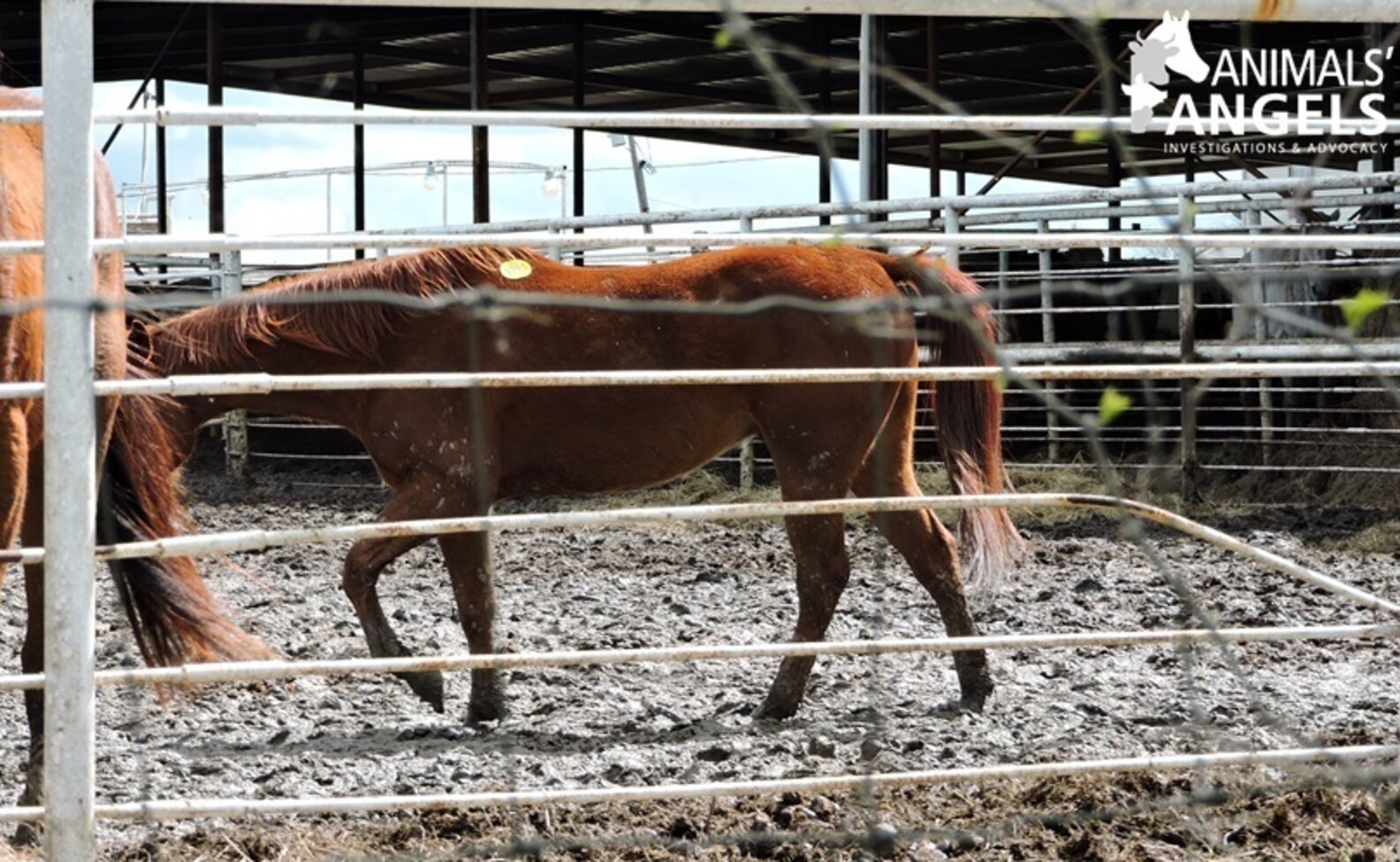 Nation's Largest Horse Slaughter Operation Exposed The Dodo