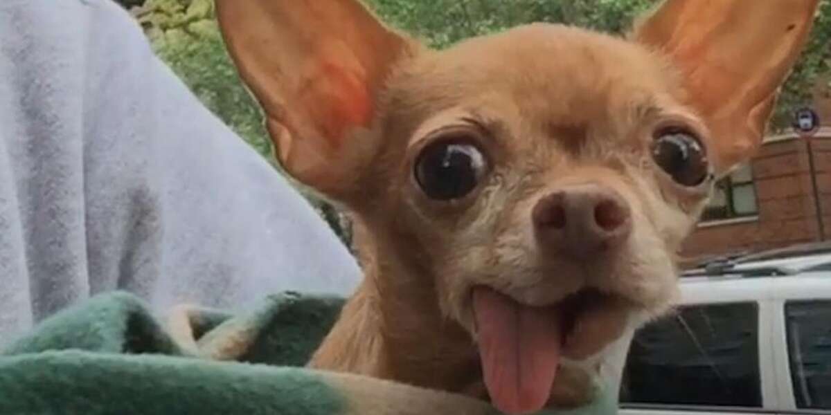 Toothless Chihuahua finds a family that loves this dodo