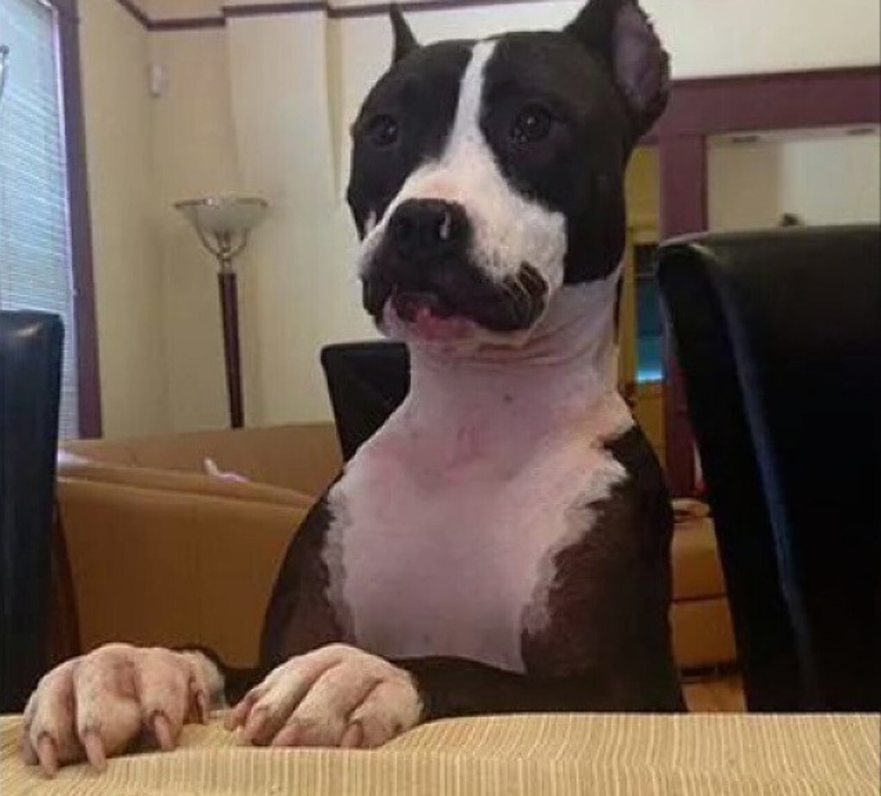 13 Dogs Born With Perfect Mustaches The Dodo