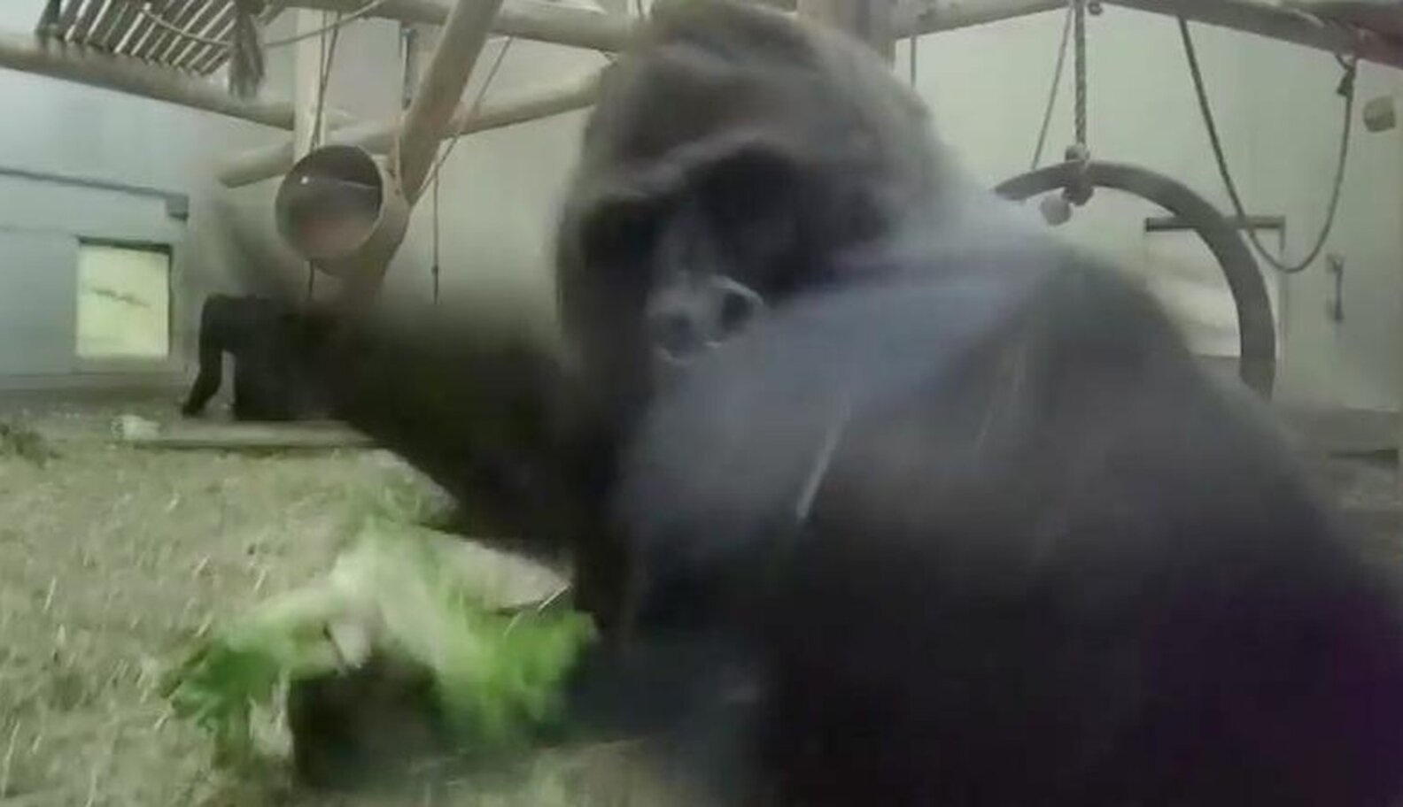 Gorilla Has Had It Up To Here With People Watching Him The Dodo