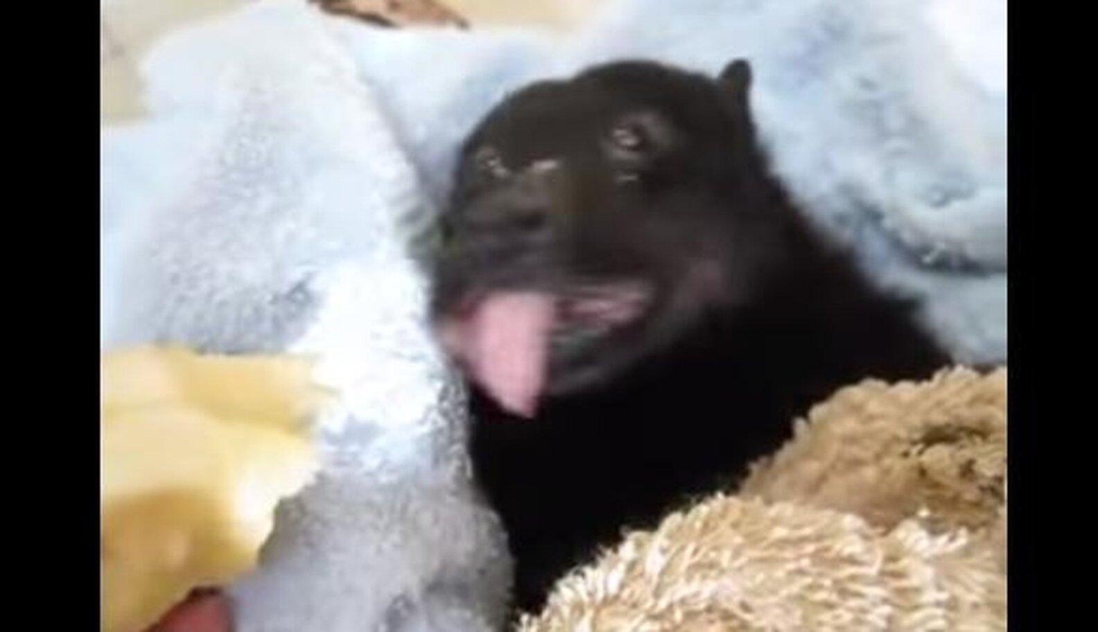 No One Has Ever Enjoyed Eating A Banana As Much As This Rescued Bat The Dodo