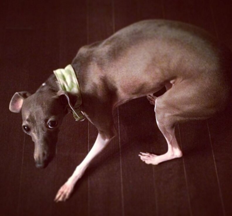 Rescue Dog Was So Scared Of Everything Until Her Baby Brother Arrived