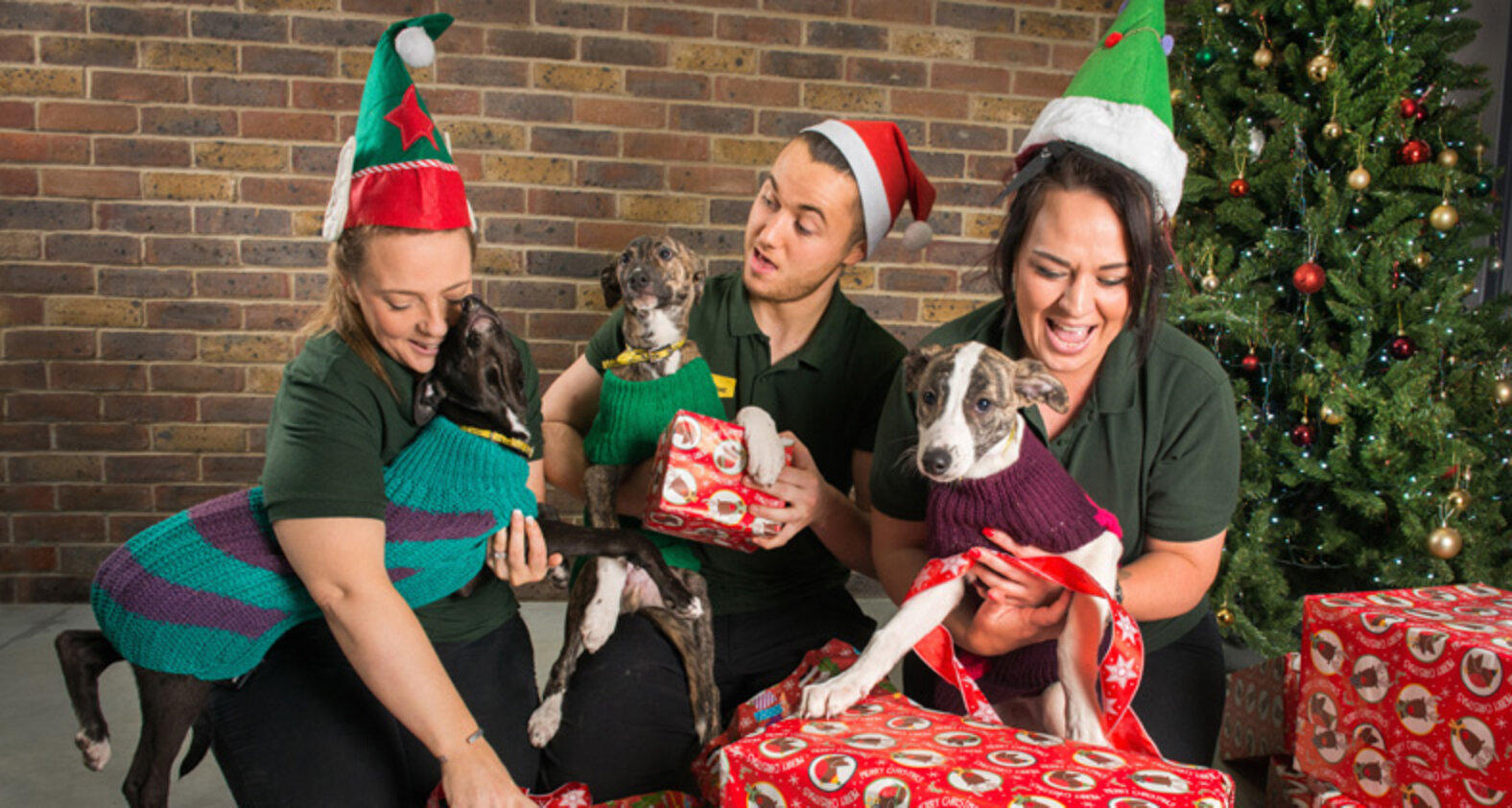 Rescue dogs getting ready for Christmas.. The Dodo
