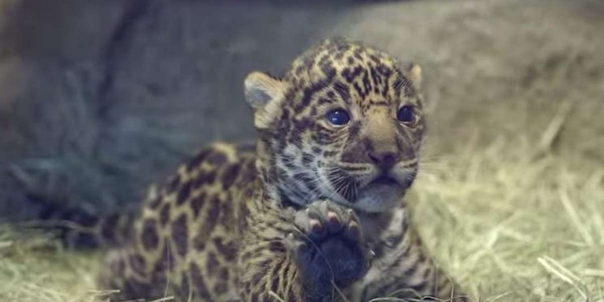 This Is Exactly What's Wrong With Raising Baby Animals In Captivity