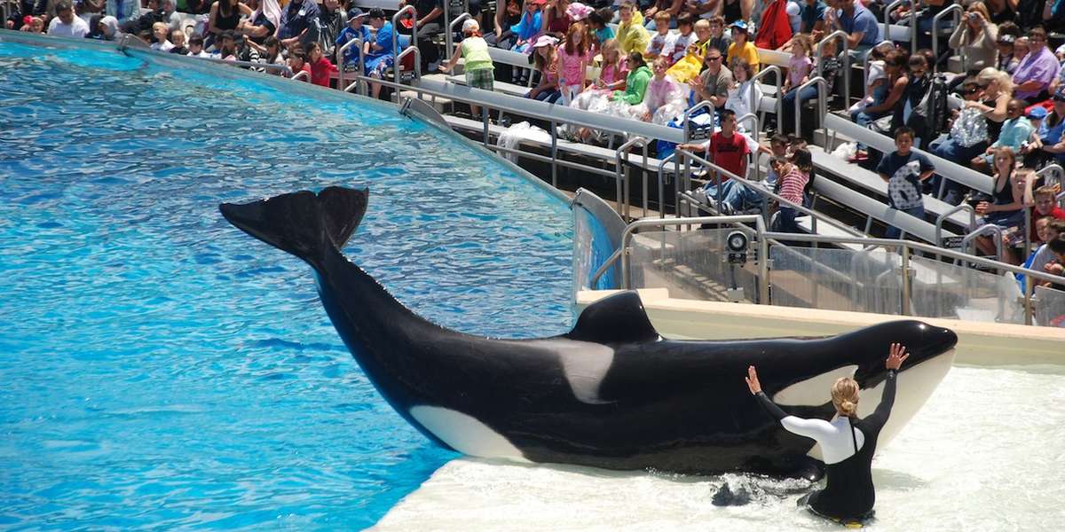 SeaWorld Makes The Fourth Of July Hell For Its Orcas The