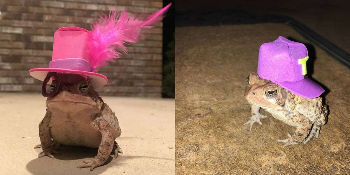 Cute Pictures Of Frogs With Hats imgdoozy
