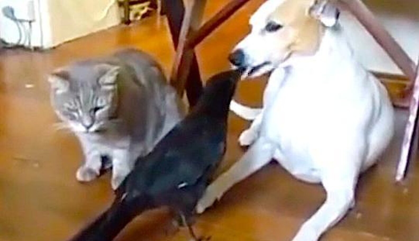 Brilliant Bird Decides Cat And Dog Deserve Some Treats The Dodo