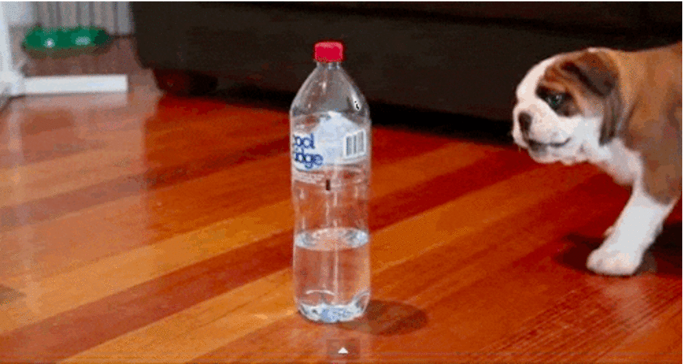 Brave Little Bulldog Puppy Stands Up To A Scary Water Bottle The Dodo