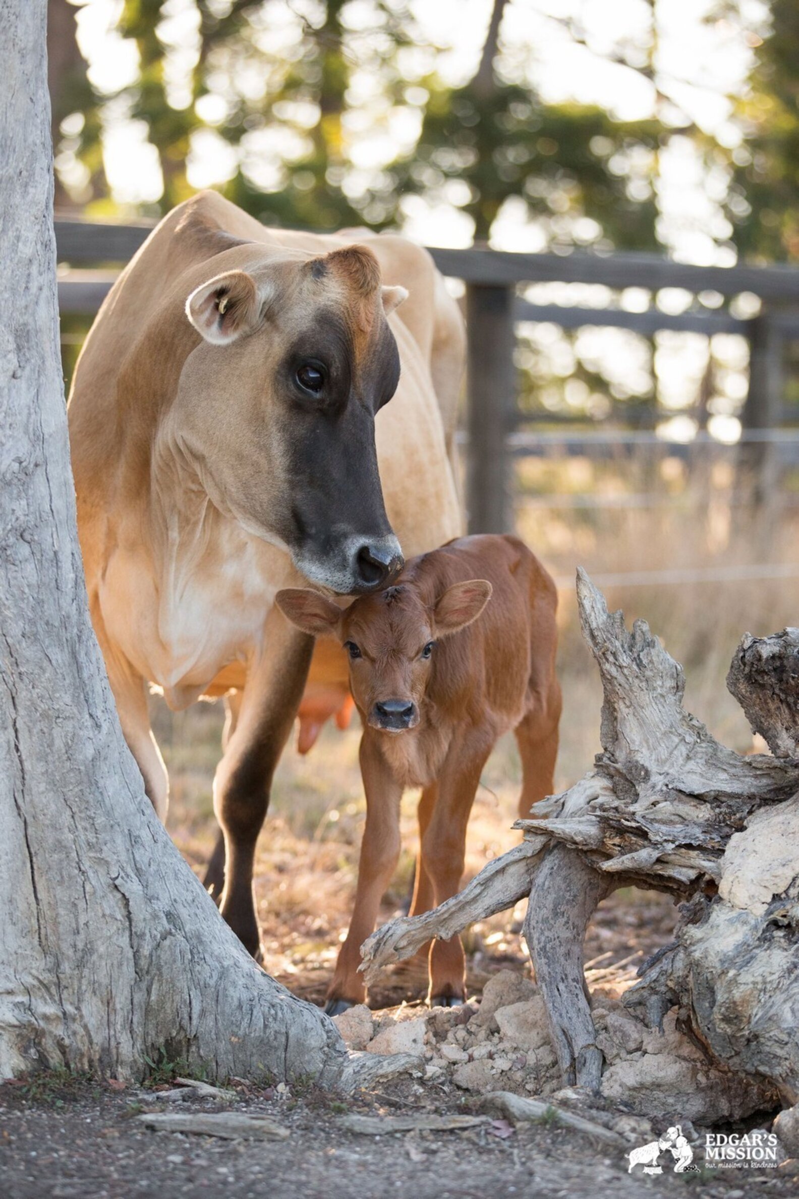 9 Emotional Moments Animal Moms Risked It All For Their Babies The Dodo