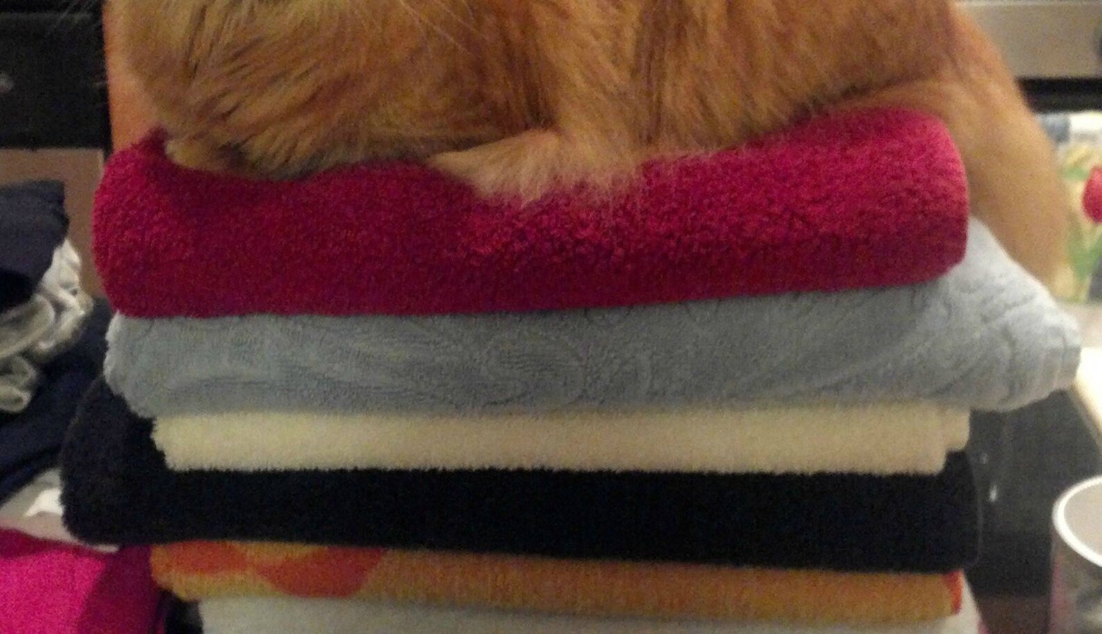 Cats Who JUST Want To Sit On Your Clean Clothes The Dodo