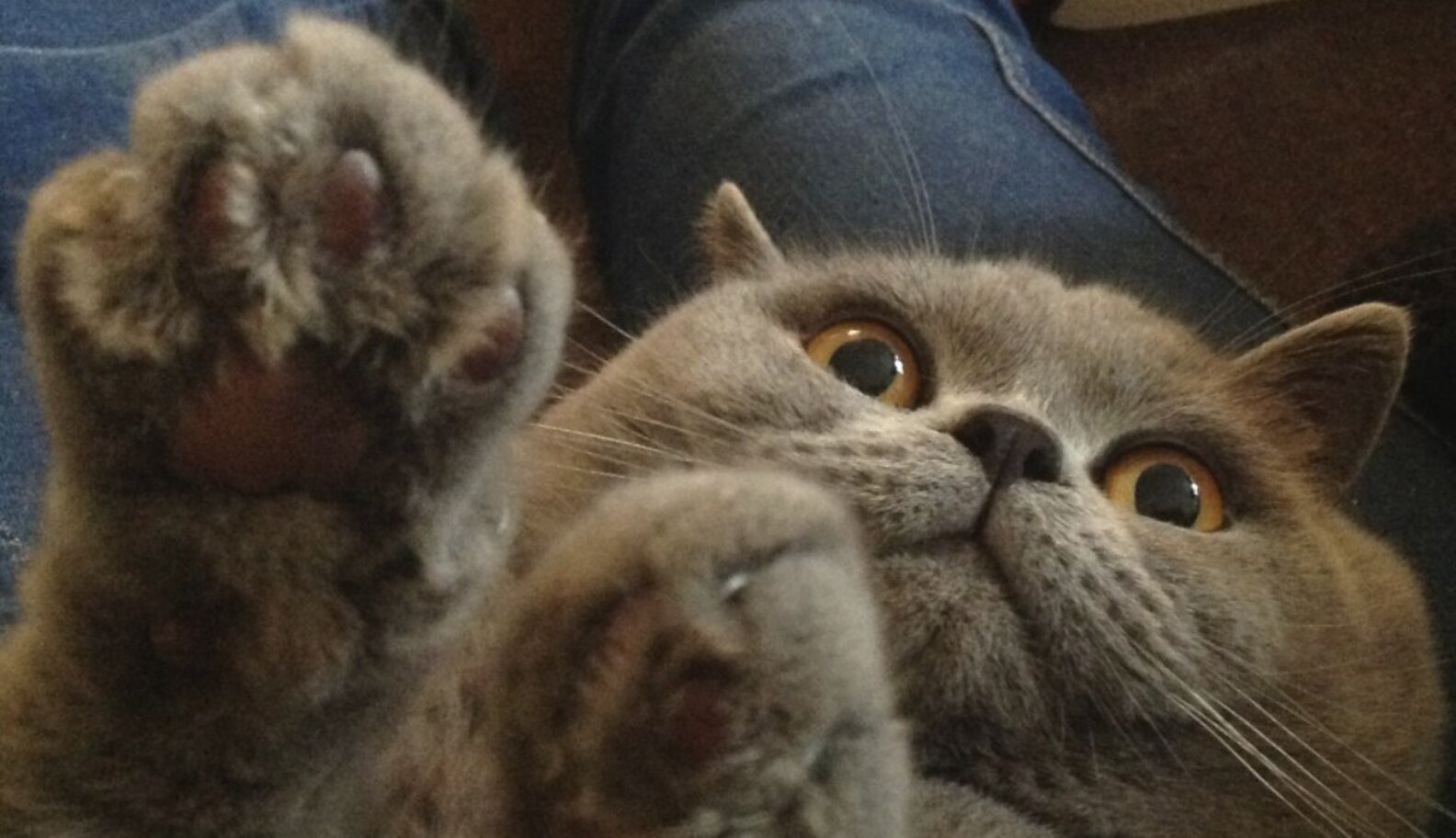 11 Exceptionally Squishy Paws The Dodo