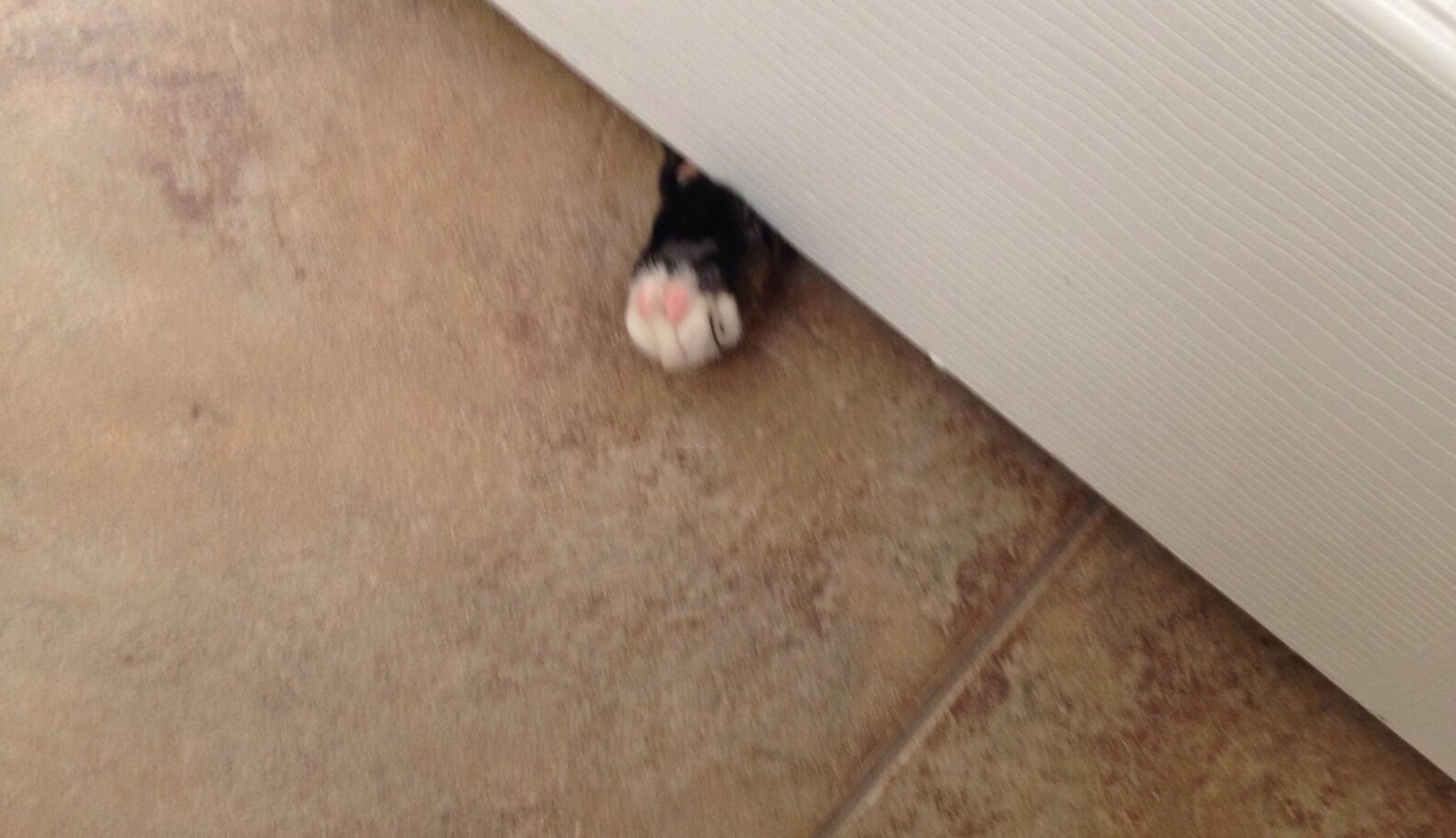 11 Exceptionally Squishy Paws The Dodo