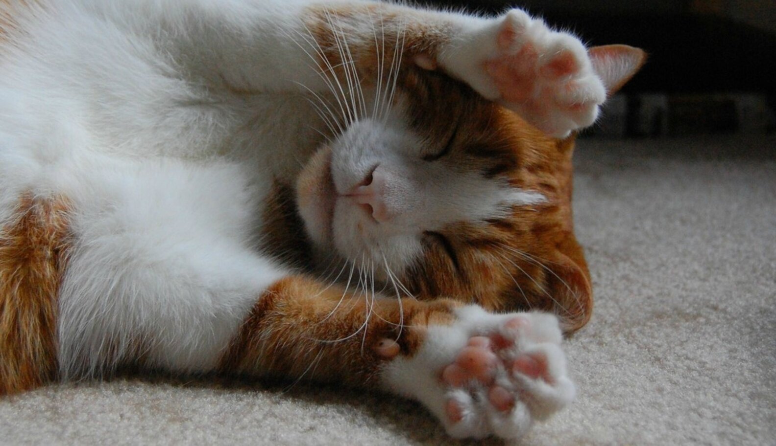 11 Exceptionally Squishy Paws The Dodo