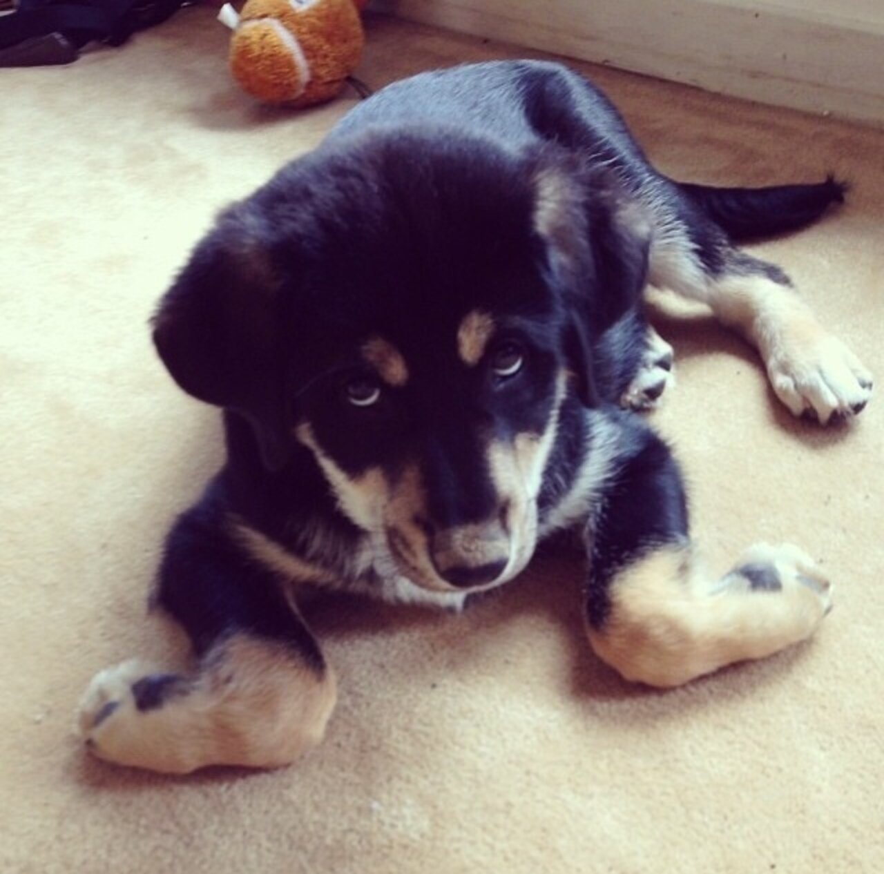 11 Exceptionally Squishy Paws The Dodo