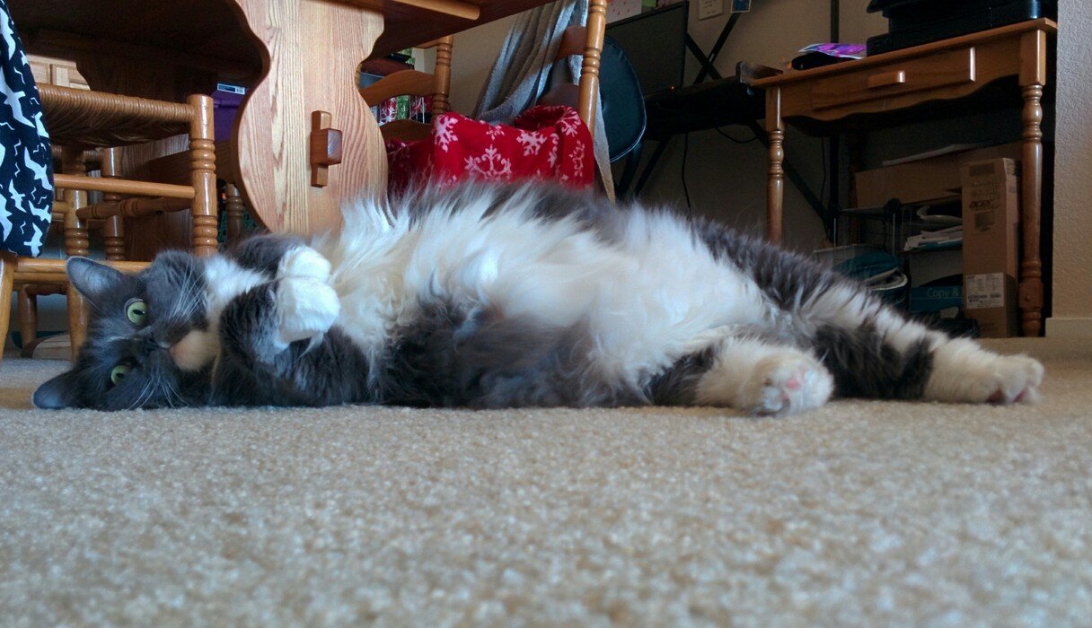 11 Exceptionally Squishy Paws The Dodo