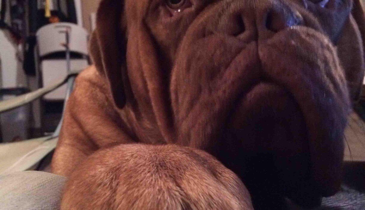 11 Exceptionally Squishy Paws The Dodo