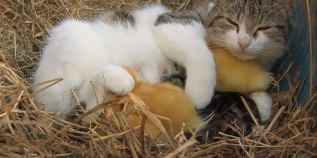 Cat Adopts And Nurses Adorable Baby Ducklings The Dodo