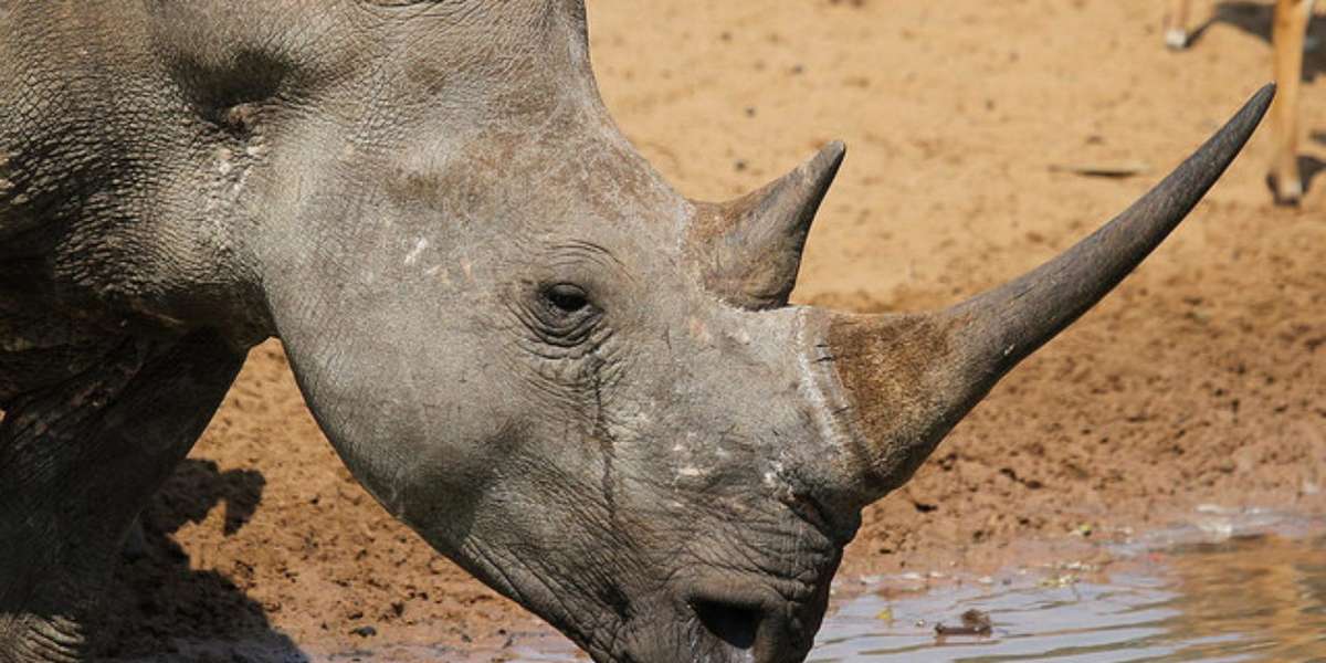 Rhino Horn Now Worth As Much As Cocaine Or Gold On The Black Market