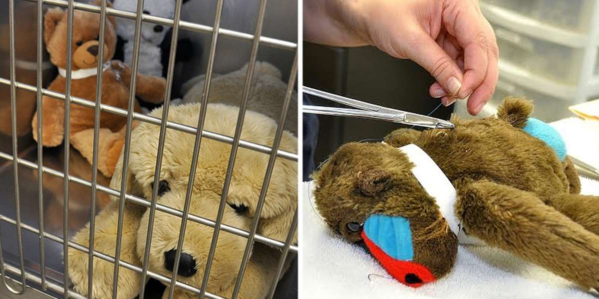 Vet Clinic Offers Free Surgery For Injured Stuffed Animals The Dodo