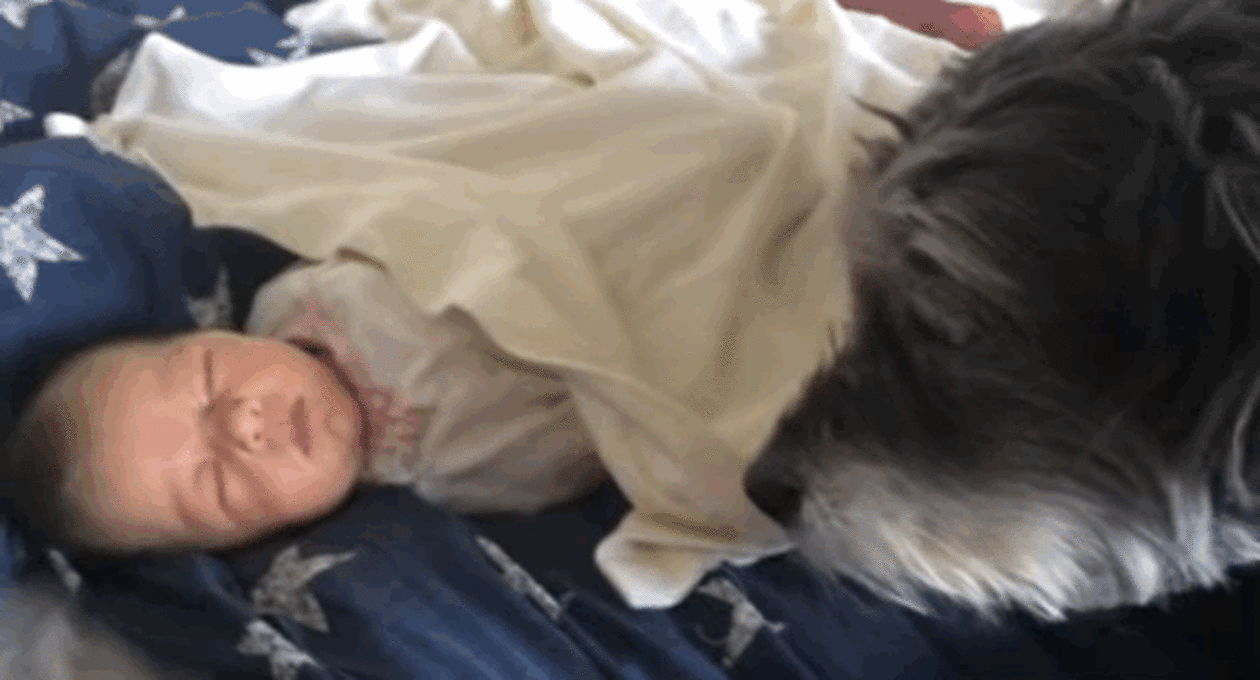 Dog Tucks In Baby After Finally Finding Forever Home The Dodo