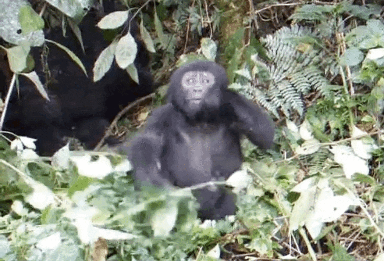 Watch This Baby Gorilla Try To Pound His Chest For The First Time The