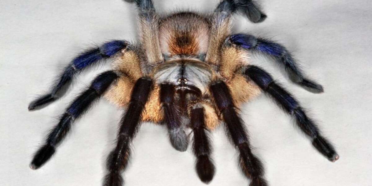 Meet The Prettiest Tarantula In All Of Britain The Dodo