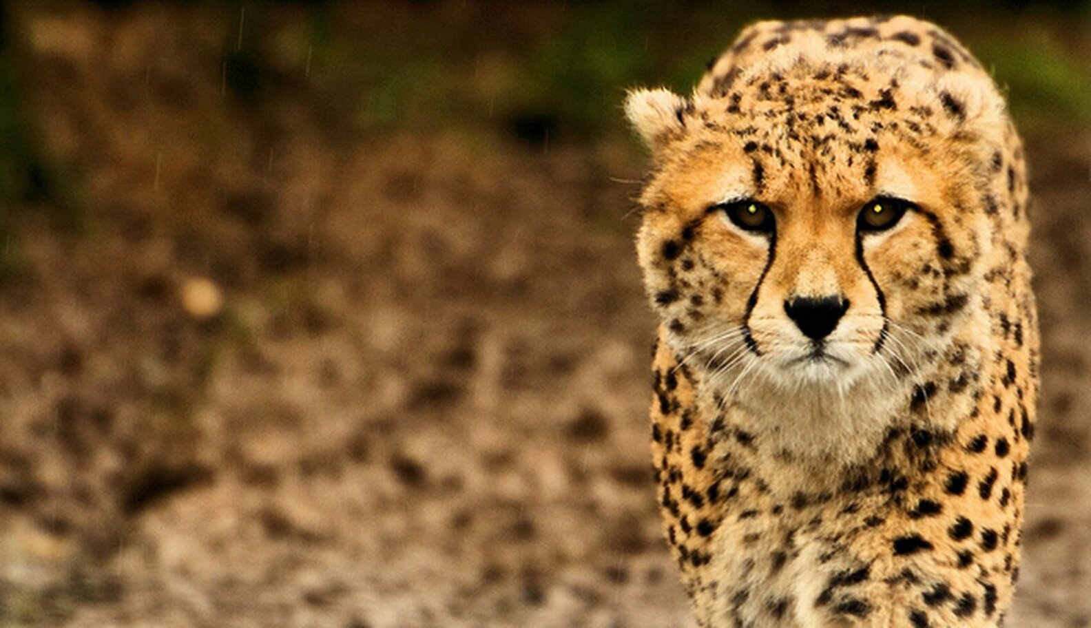 Five Ways Animals Are Better Than Humans The Dodo