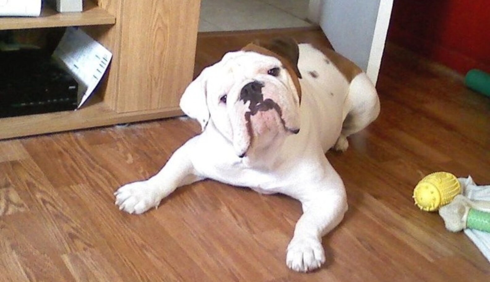 The Victorian Bulldog and Its Importance The Dodo