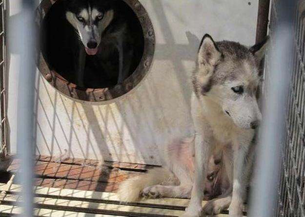 Do Petland Use Puppy Mills