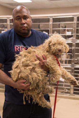 How Many Puppy Mills Are In Wisconsin