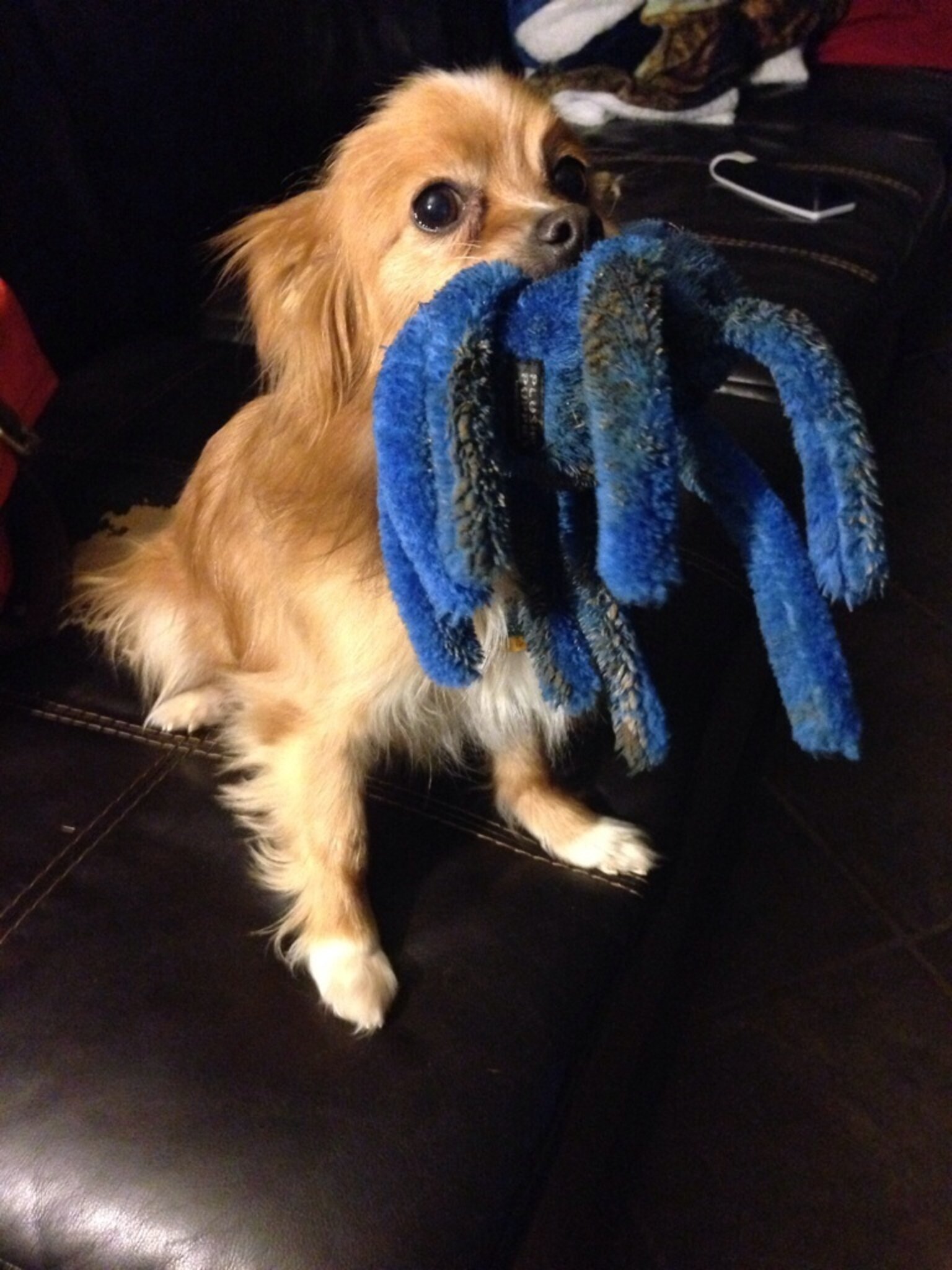 18 Proud Dogs Who Want To Show Off Their Toys For You The Dodo