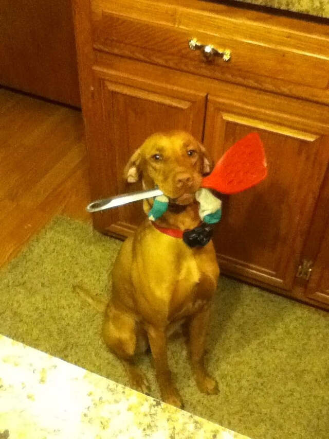 18 Proud Dogs Who Want To Show Off Their Toys For You The Dodo