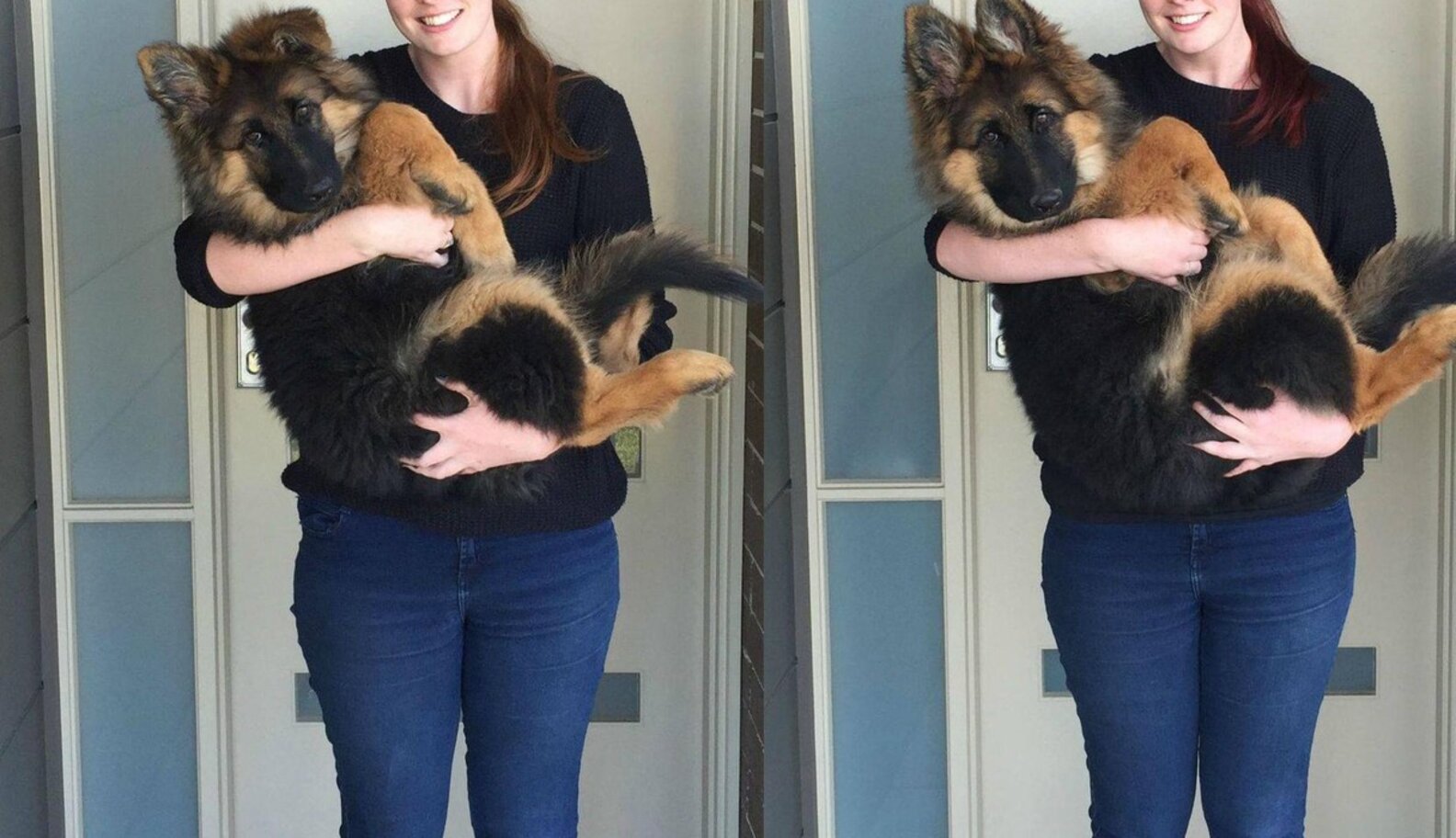 Puppy's CRAZY Growth Spurt Captured In Photos The Dodo