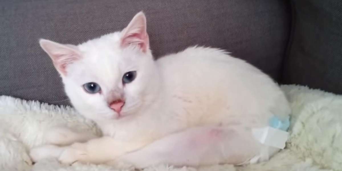 Kitten Was Thrown From Building, But Now She's Safe With Me The Dodo