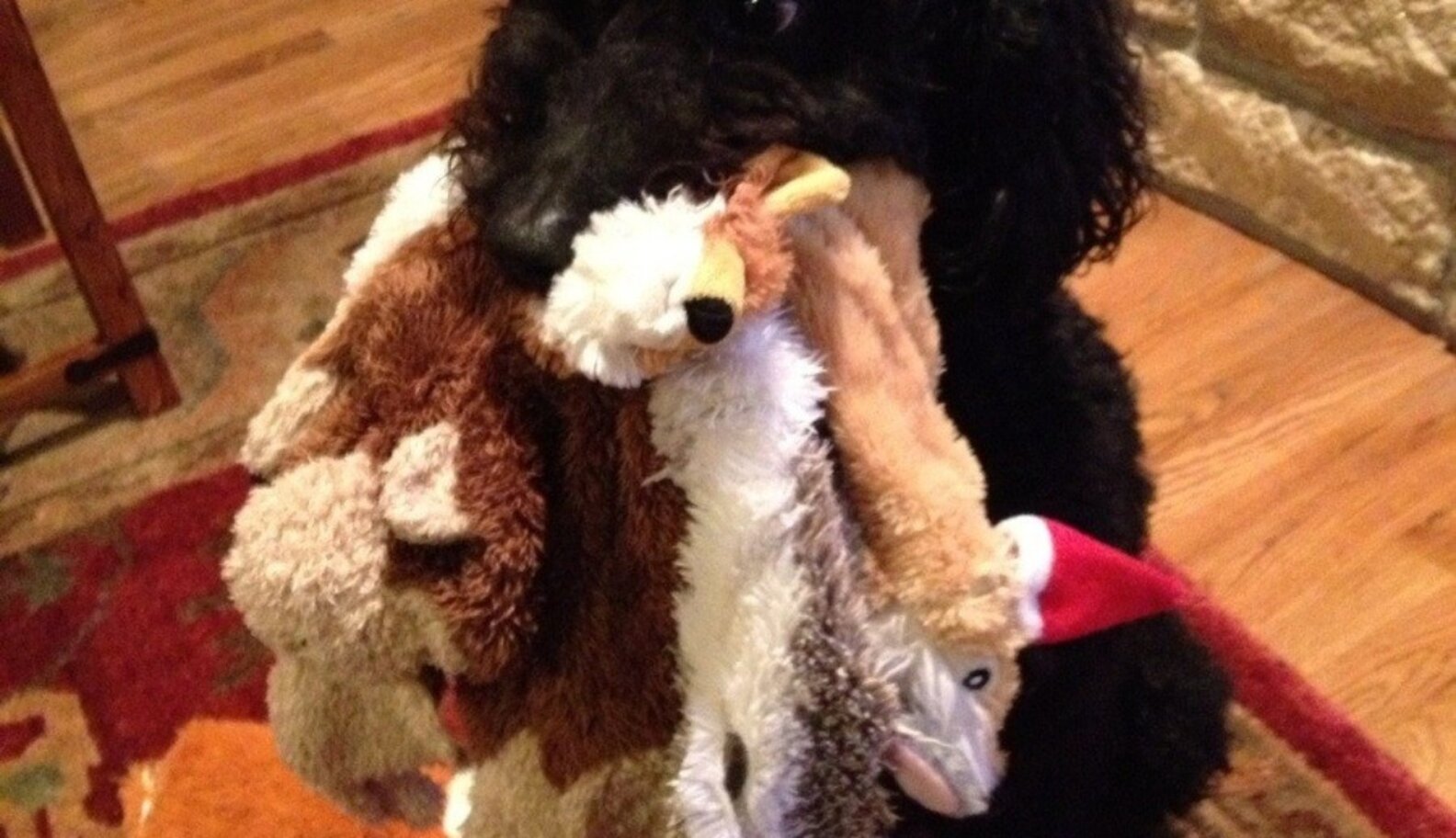 17 Pets Who Love Their Stuffed Animals The Dodo