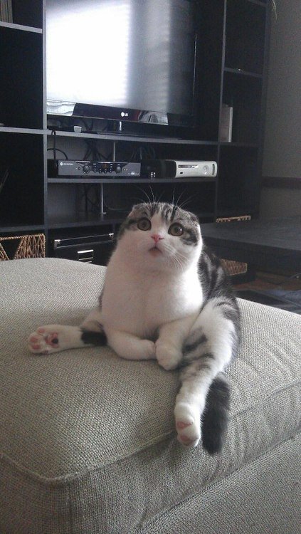 Cat Sitting Like Human