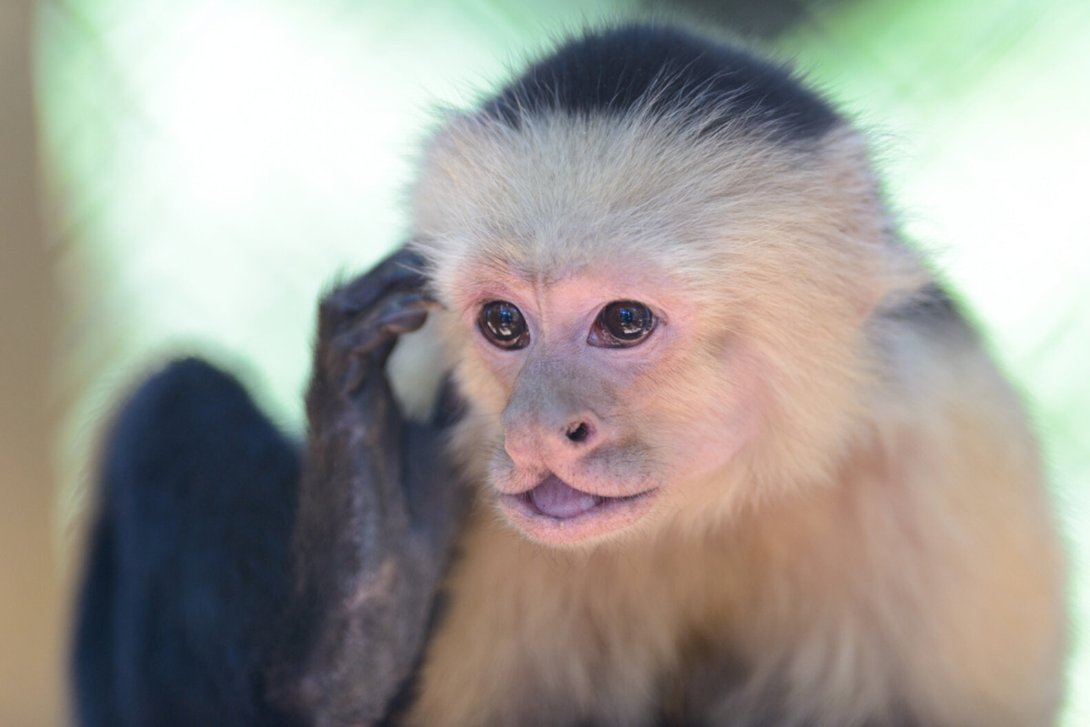 9 Exotic Animals You Can Own In America But Shouldn't The Dodo