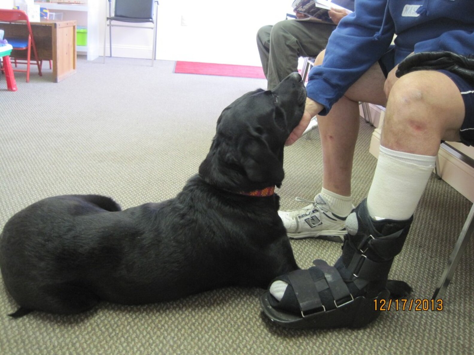 ThreeLegged Dog Offers Comfort To New Amputees The Dodo