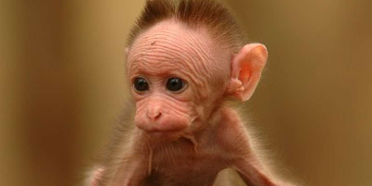 Baby Monkey Abuse Funded By Your Tax Dollars The Dodo