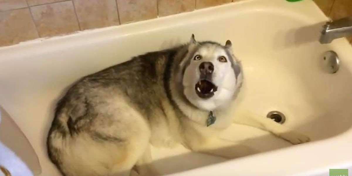 Stubborn Dog Throws The Cutest Tantrum To Try And Stay In The Bathtub